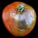 Late Blight on the tomato