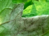 Late Blight spores on back of leaf
